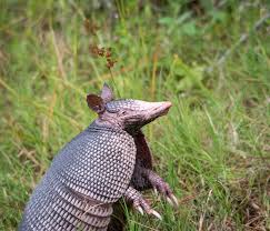 Armadillos Armadillo Dog Facts Animals