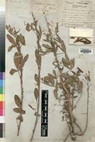 Image result for Crotalaria cylindrocarpa