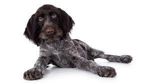 Image result for slovenský ohař hrubosrstý