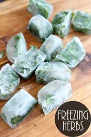 Freezing garden to table herbs plants keeping an herb garden is a rewarding way to keep fresh flavor in your life. Freezing Herbs Easy Way To Preserve Fresh Herbs The Country Chic Cottage