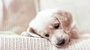 See more cute puppy wallpaper, puppy wallpaper, puppy valentine wallpaper, spring puppy looking for the best puppy wallpaper? Dog Wallpapers Cute Puppy Wallpaper Puppies Wallpaper