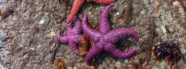Keystone Species Sampler Purple Sea Star Keystone Species Sea Star Species