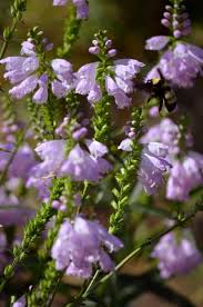 Image result for Physostegia