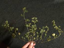 Image result for Senecio consanguineus