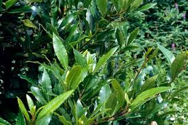 Image result for bay leaf bush foto