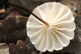 Image result for Marasmius rotula