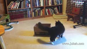 Using a clicker can make cat training easier and faster—partly because the click sound communicates the exact moment when an animal is getting started: Clicker Trained Cat 30 Amazing Cat Tricks Youtube