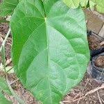 Image result for Adenia lobata