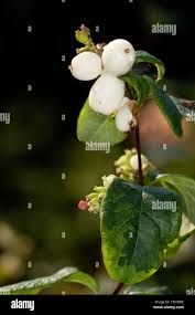 Image result for Snowberry White 1986 Currys