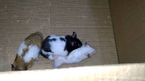 Hamster Ciftlesmesi Dikkat Grup Icerir Youtube