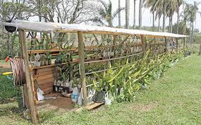 Jun 07, 2021 · dragon 129157; Dragon Fruit A Weapon To Fight Food Insecurity