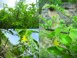 Image result for Grewia flavescens