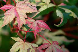 Portland oregon oregon usa oregon washington landscape photos landscape photography tree photography amazing photography photography tips fall landscape. The Cause Of Brown Leaves On Japanese Maple Trees