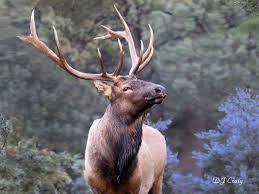Elk And Deer Antler Growth Should Be Good This Year News
