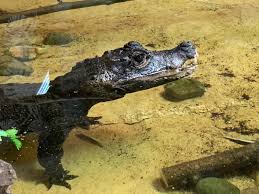 Adopt A Crocodile Uk Sponsor A Crocodile At Folly Farm Zoo