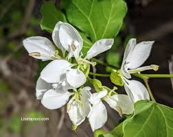 Department of agriculture (usda) plants database lists as native to north carolina. White Flowers For Central Texas Lisa S Landscape Design