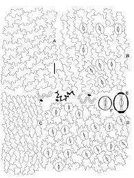 Image result for Blechnum tabulare