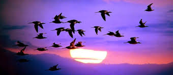 Birds Fly South For The Winter Bird Migration Bird Migration The Great Migration Wildlife