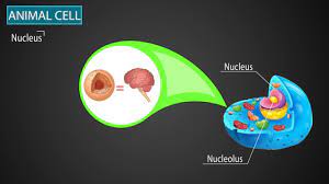 We did not find results for: Animal Cell Science Grade 7 8 Tutway Youtube