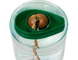 A single avocado seed can be inserted with the flat end facing down. Avoseedo With Avocados Inhabitat Green Design Innovation Architecture Green Building