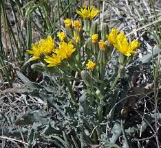 Image result for Crepis newii