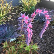 Check spelling or type a new query. Cabbage Like Succulent Plant With Bright Pink Flowers Found In A Flower Box Downtown In Nw Florida Any Id It S Gorgeous Whatsthisplant