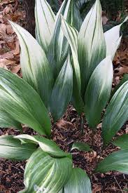 Image result for Aspidistra