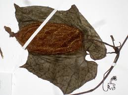 Image result for Raphidiocystis jeffreyana