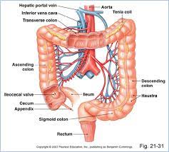 Gudang Ilmu Gratis The Large Intestines Large Intestine Physiology Intestines Anatomy