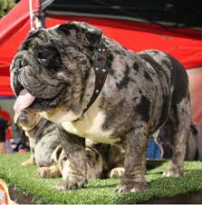 The resulting litter of puppies has a high chance of containing 'double merles' or 'lethal whites'. The Merle Bulldog Controversy