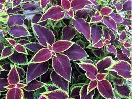 Image result for Coleus alpinus