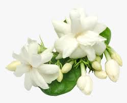 Gardenia Flowers Png Background Transparent Background Jasmine Flower Png Png Download Kindpng Check out inspiring examples of clipart artwork on deviantart, and get inspired by our community of talented artists. gardenia flowers png background