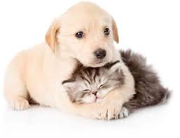 Photos, address, and phone number, opening hours, photos, and user reviews on yandex.maps. Mypetsa Pet Clinic