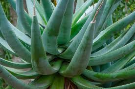 You likely know aloe vera for one of two things: 26 Different Types Of Aloe Vera Home Stratosphere