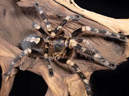 Image result for Centema subfusca