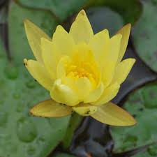 Image result for Nymphaea sulphurea