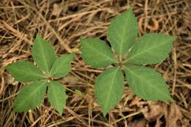 Image result for Parthenocissus quinquefolia