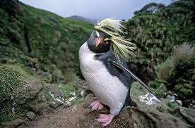 Now that we have an idea how these little guys move, lets find out what they eat. Kaley Brauer On Twitter Northern Rockhopper Penguins Are Unreasonably Glamorous
