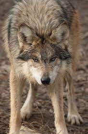A Stand Off Young Mexican Wolf Wolf Dog Mexican Wolf Mexican Gray Wolf