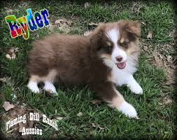 Puppies available for sale in texas from top breeders and individuals. Toy Australian Shepherd Puppies For Sale Dallas Tx 263252