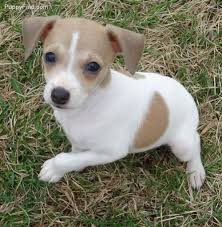 Rat Terrier Puppies Black And Brown This Is Tiny A Rat Terrier Puppy 3 Rat Terrier Puppies Rat Terriers Terrier Puppies