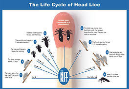 Image result for lice life cycle