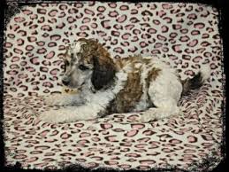 Black And White Tuxedo Standard Poodle Parti Standard Poodle Puppies For Sale Wisconsin Standard Poodle Breeders Poodle Puppies For Sale Poodle Puppy Standard Poodle Puppy