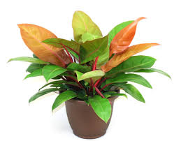 Philodendron Prince Of Orange Orange Plant Prince Of Orange Philodendron Plant