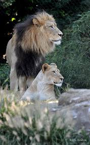 Pin On Wild Felines