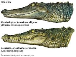Pin By Kelly Umphenour On Hubpages Crocodiles Alligator Crocodile