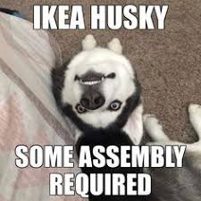Anyone Got Some Fasteners There S A Saying If You Want Someone To Love You Forever Buy A Dog Feed It And Keep It Funny Husky Meme Siberian Husky Husky Funny