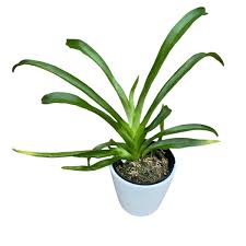 Image result for Aeranthes africana