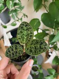 How To Care For Jewel Orchids Macodes Petola Ludisia Discolor Houseplanthouse In 2021 Orchid Plant Care Jewel Orchid Orchids
