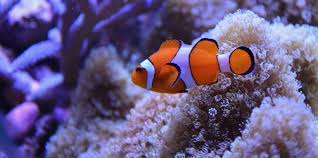 Nemo & marlin (clownfish) the clownfish is also known under the name anemonefish. What Kind Of Fish Is Nemo In Finding Nemo Logicgoat